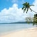 A sandy beach with palm trees
